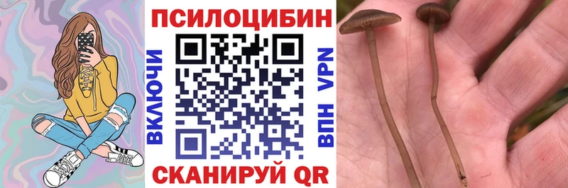 ссылка на мегу ONION  Павлово  Псилоцибиновые грибы Magic Shrooms 